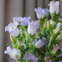 Hezhichun Mixed Color Canterbury Bells Seeds, 1g