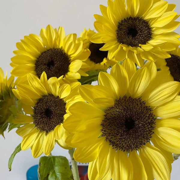 Lemon Yellow Sunflower, 150 Seeds