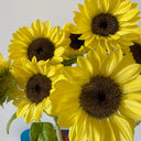 Lemon Yellow Sunflower, 150 Seeds