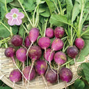Purple Cherry Radish Seeds, 5g