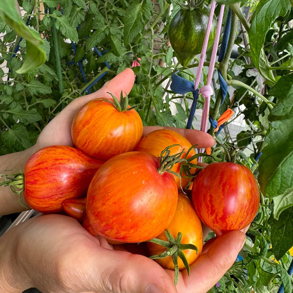 'Eden's Garden No. 6' Tomato Seeds, 5 Seeds