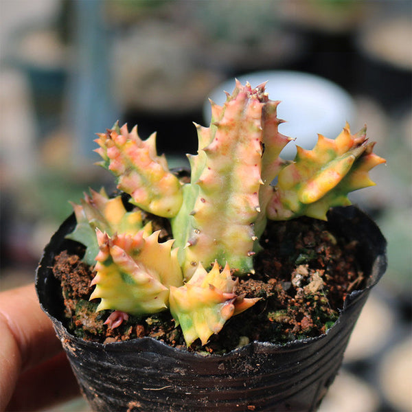 Variegated Huernia zebrina 'Lifesaver', 3-4cm