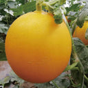 Hongyu Sweet Melon Seeds, 20 Seeds