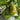 Green Steak Tomato, 100 Seeds