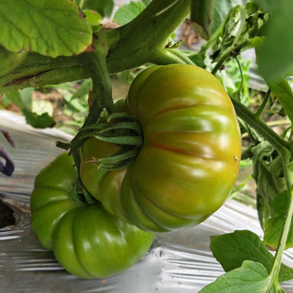 Green Steak Tomato, 100 Seeds