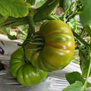 Green Steak Tomato, 100 Seeds