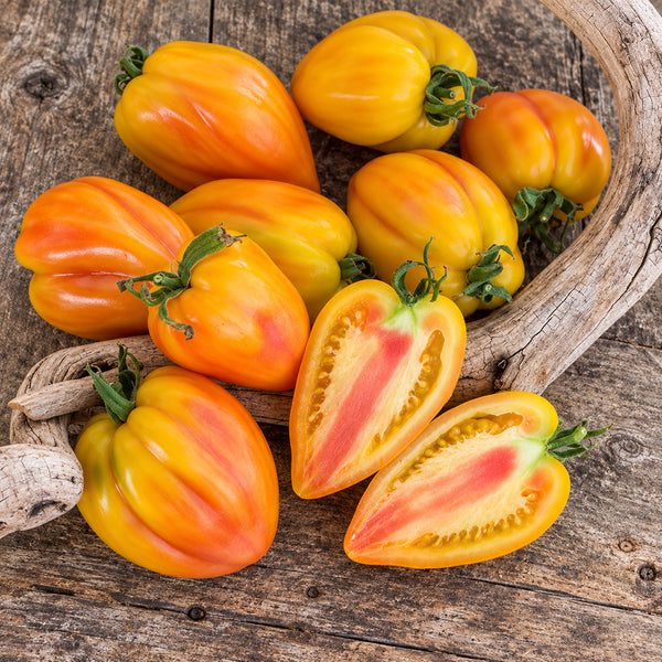 458 Marina's Praise Tomato, 5 Seeds