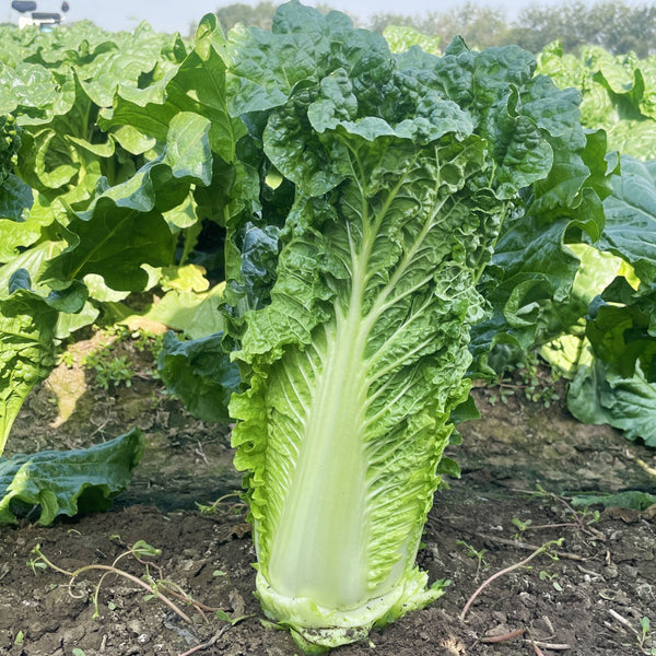 'Jinqi No.5' Chinese Cabbage Seeds, 5g