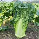 'Jinqi No.5' Chinese Cabbage Seeds, 5g