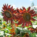 HEL09 Red Sunflower, 100 Seeds