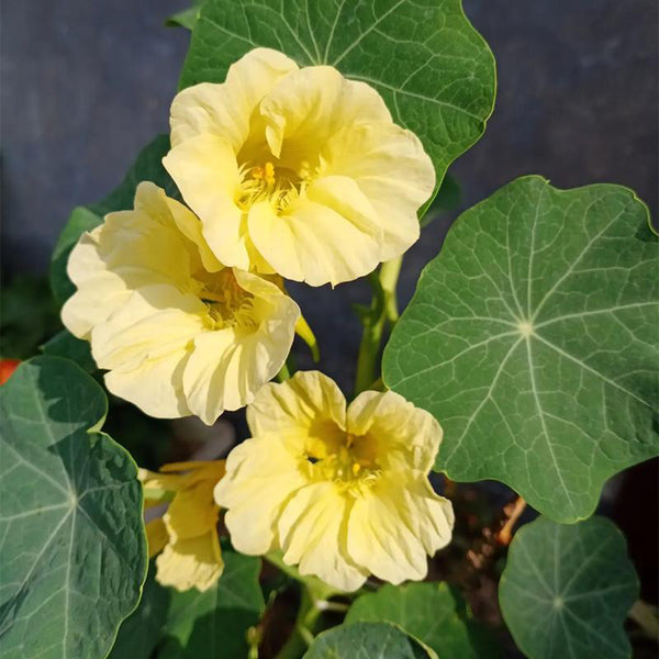 Hezhichun Yellow Nasturtium Seeds, 10g