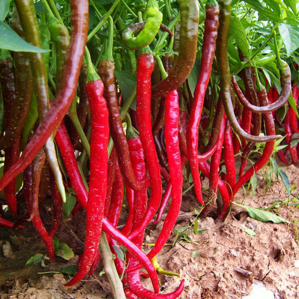 Erjingtiao Pepper Seeds, 1g