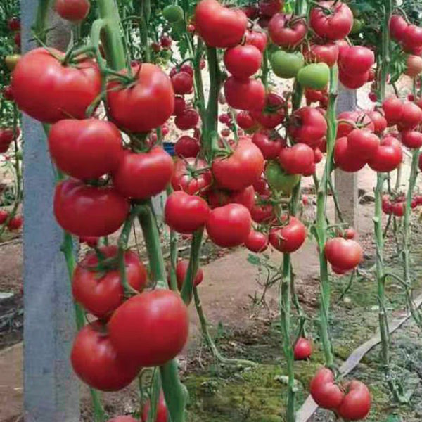 Alas No.9 Hybrid Pink Tomato Seeds, 50 Seeds