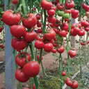 Alas No.9 Hybrid Pink Tomato Seeds, 50 Seeds