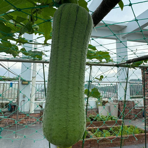 Yucui Sponge Gourd, 10 Seeds