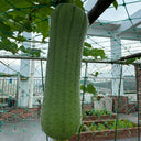 Yucui Sponge Gourd, 10 Seeds