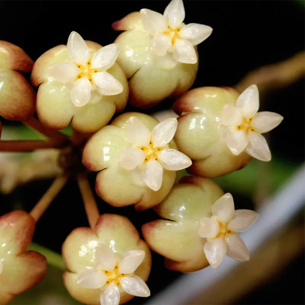 Hoya rigidifolia, 4 Cuttings