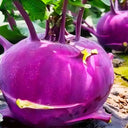 Jinchuan Purple Crown Kohlrabi Seeds, 10g