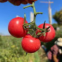 Pink Beibei Cherry Tomato, 30 Seeds