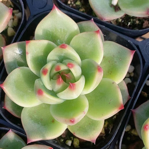Echeveria Agavoides 'Blue Dragon', 2pcs x 1-head