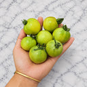 1153 Dwarf Beautiful Ones Tomato, 5 Seeds