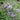 Pennyroyal Mint, 1000 Seeds