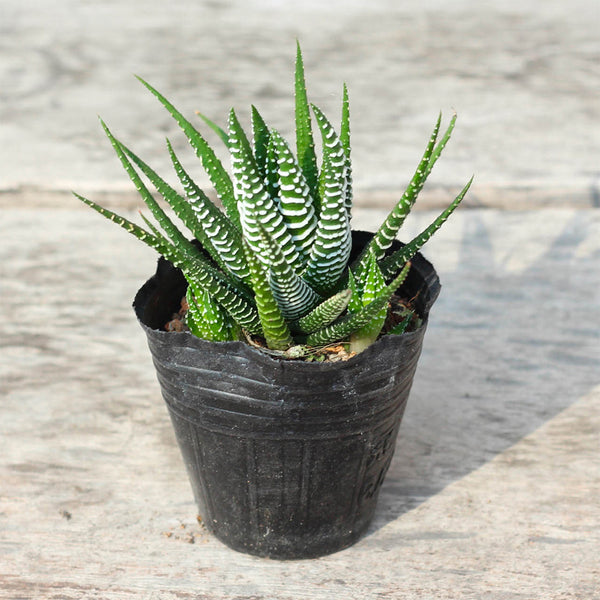Haworthiopsis fasciata, 3-4cm