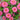 Pink Garden Zinnia Seeds, 100 Seeds