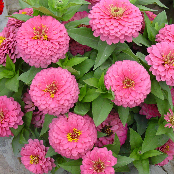 Pink Garden Zinnia Seeds, 100 Seeds