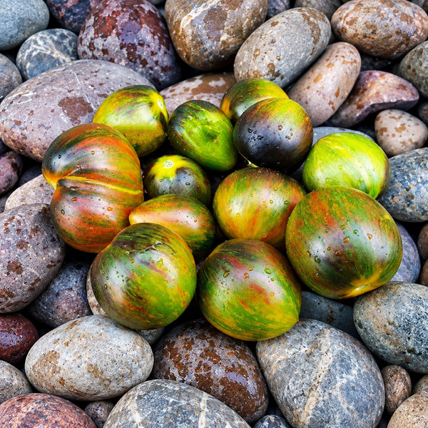 201 Gohua Lightning Tomato, 5 Seeds