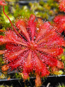 Fresh Drosera Seeds, Mixed