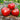 429 Crimson from Zuzi Tomato, 5 Seeds