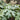 Rice Paper Plant, 100 Seeds