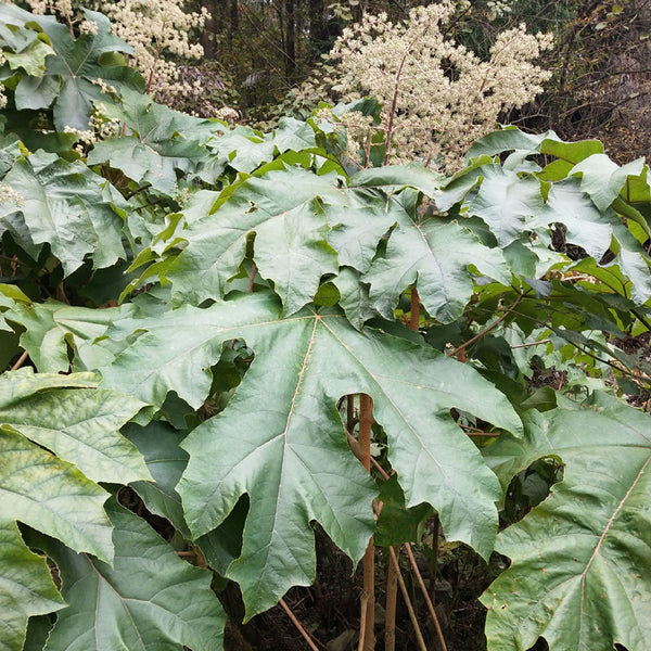 Rice Paper Plant, 100 Seeds