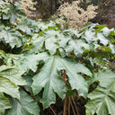 Rice Paper Plant, 100 Seeds