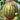 Rainbow No.1 Watermelon, 20 Seeds