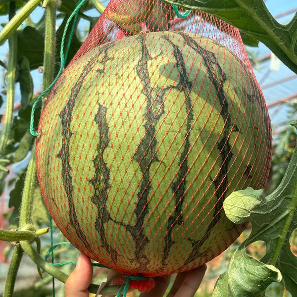 Rainbow No.1 Watermelon, 20 Seeds