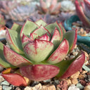 Echeveria cv. 'Bullfighter', 3pcs x 1-head