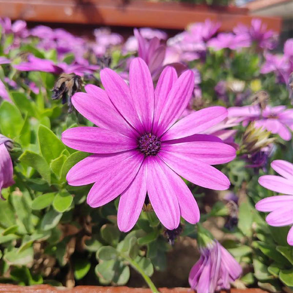 Pink African Daisy, 50 Seeds