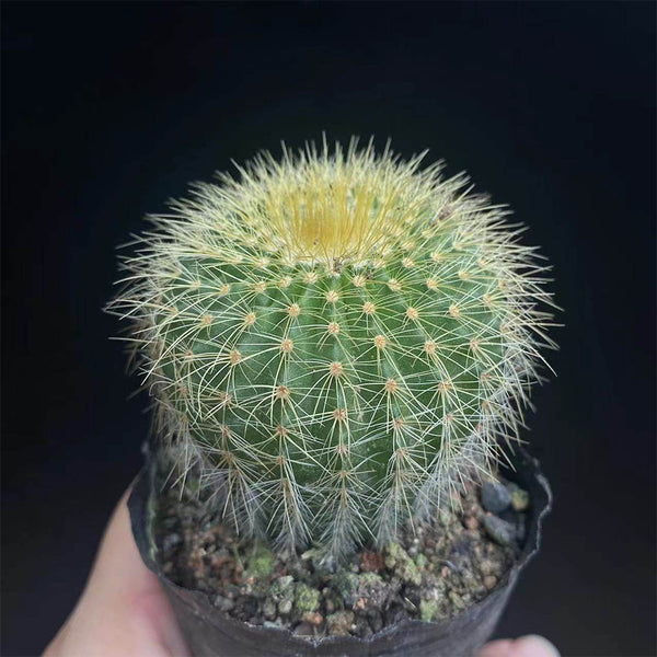 Parodia schumanniana, 4-5cm