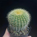 Parodia schumanniana, 4-5cm