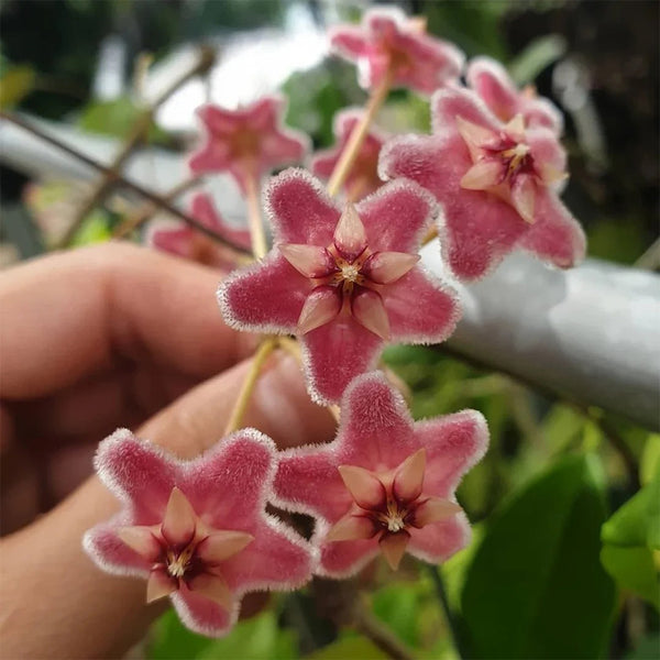 Hoya pubicalyx 'Pink Dragon', 5 Cuttings