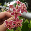 Hoya pubicalyx 'Pink Dragon', 5 Cuttings