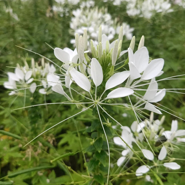 White Spider Flower Seeds, 200 Seeds