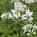 White Spider Flower Seeds, 200 Seeds
