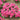 U2331 Obsession Pink Verbena, 300 Seeds