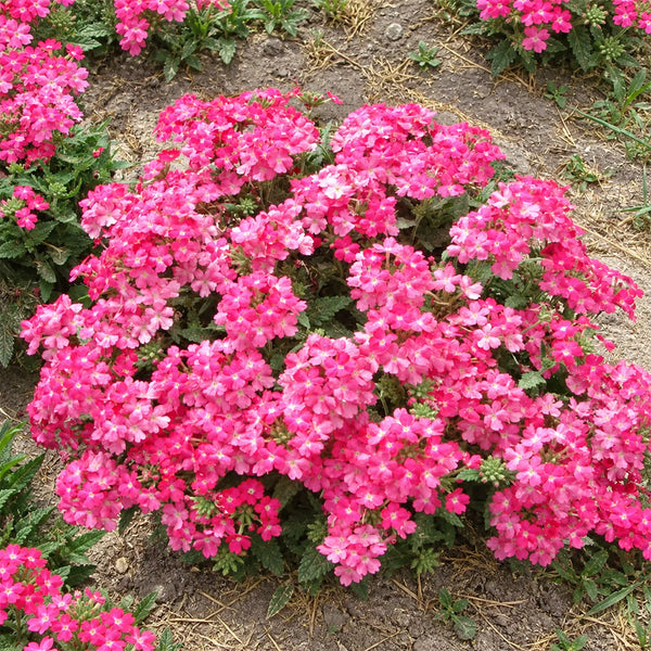 U2331 Obsession Pink Verbena, 300 Seeds