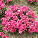 U2331 Obsession Pink Verbena, 300 Seeds
