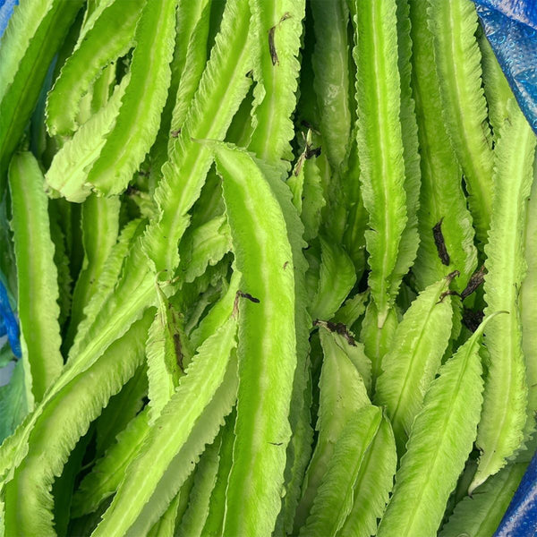 'Nongdianzan' Winged Bean, 10 Seeds