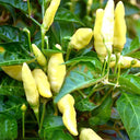 Xiaomila Chili Seeds, 20 Seeds